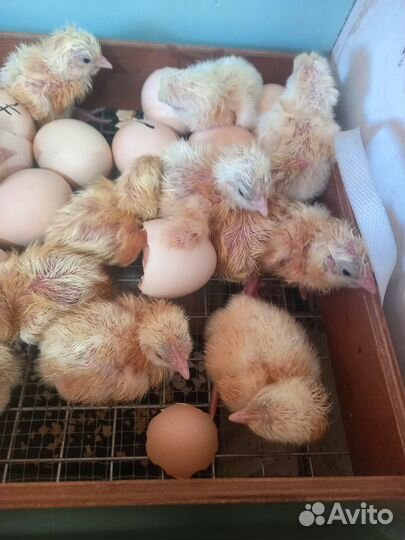 Цыплята бройлер росс 308