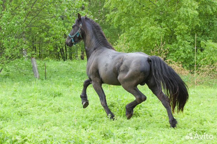 Случка фризский жеребец