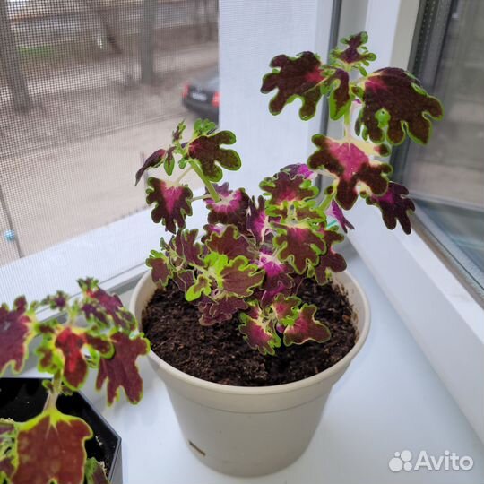 Колеусы вариегатные