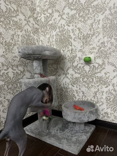 Домик для кошки бу