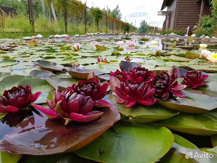 Сортовые зимующие нифеи для пруда