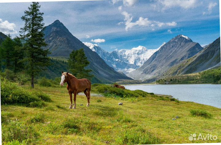 Тур путевка Алтай летний программы до 7 дней