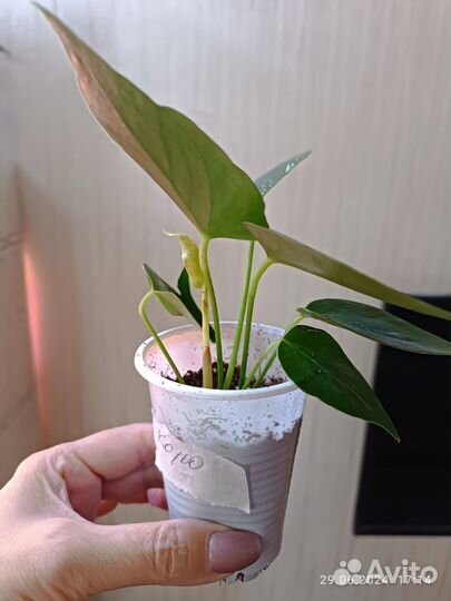 Антуриум Коро детки