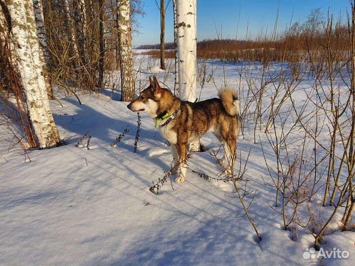 Вязка, кобель зсл