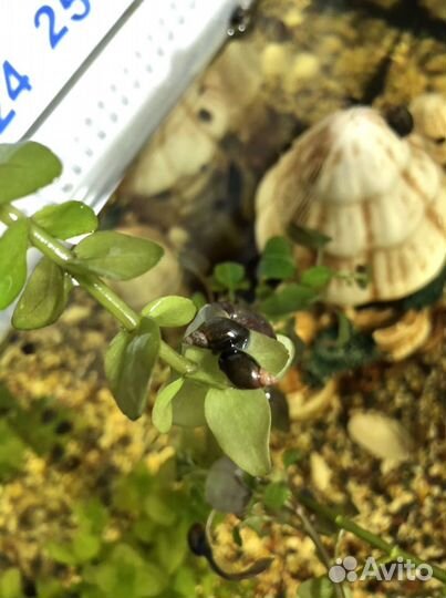 Улитки покемон