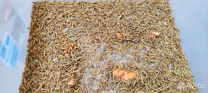 Мучной червь