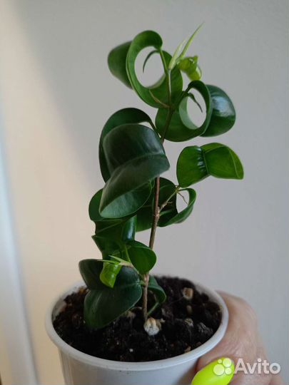 Фикус Баррок