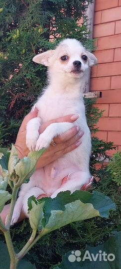 Собаки щенки