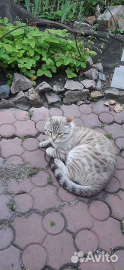 Потерялся кот