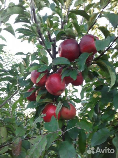 Саженцы плодовых и декоративных деревьев