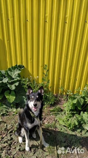 Передержка животных