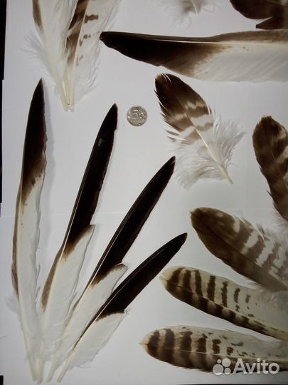 Перья хищной птицы