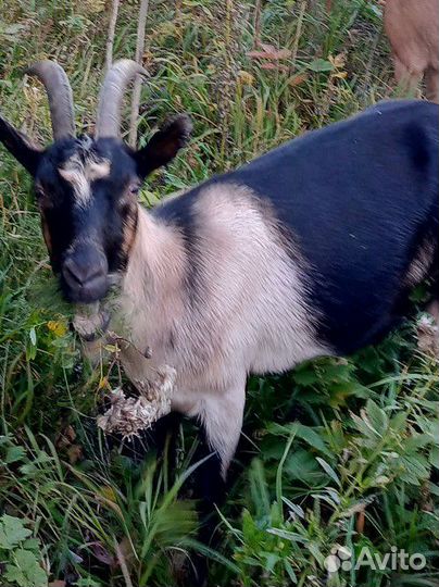 Козы дойные