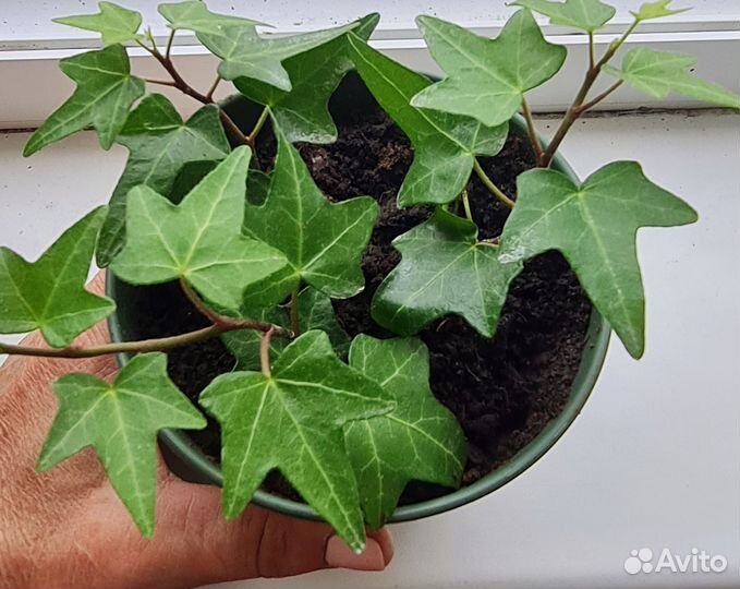 Плющ хедера