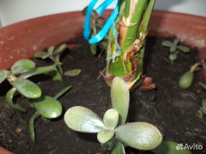 Маленькое деревце