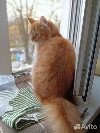 Полумейкун