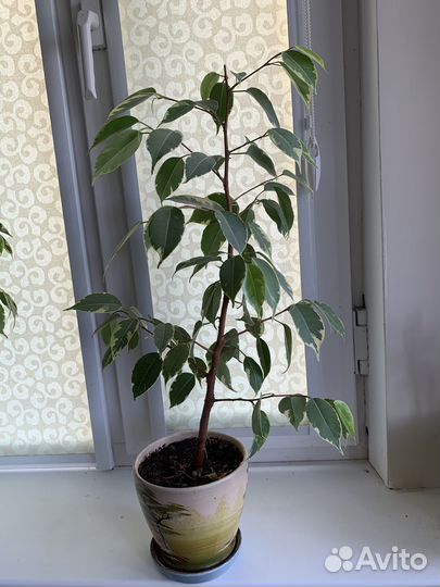 Фикус бенджамина