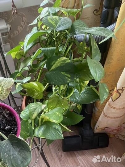 Эпипремнум