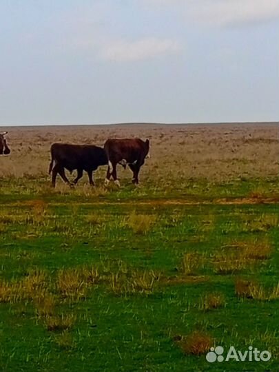 Телята бычки