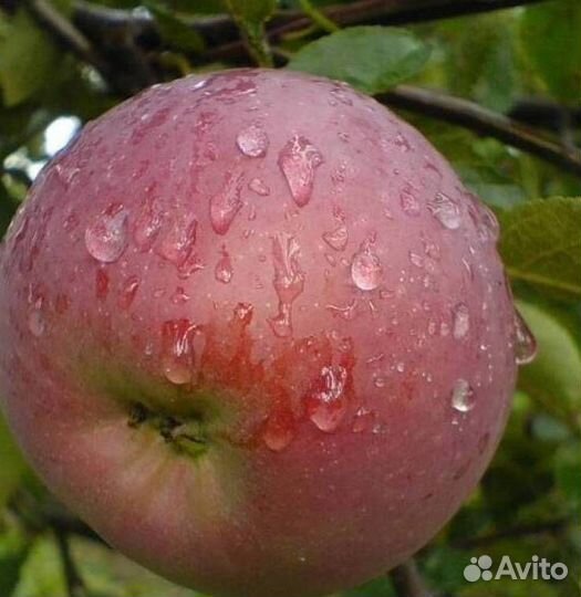 Саженцы яблони Орлик