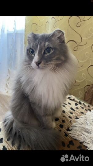 Котик в семью