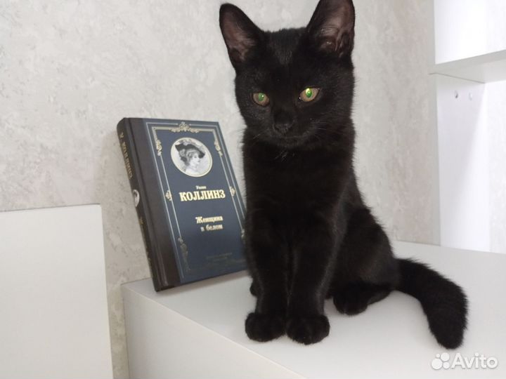 Кошка в дар бесплатно