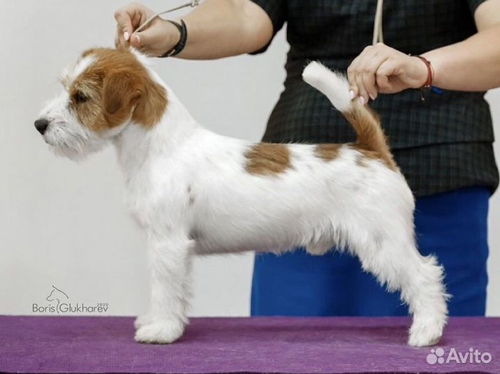 Щенки Джек Рассел терьер. Вязка