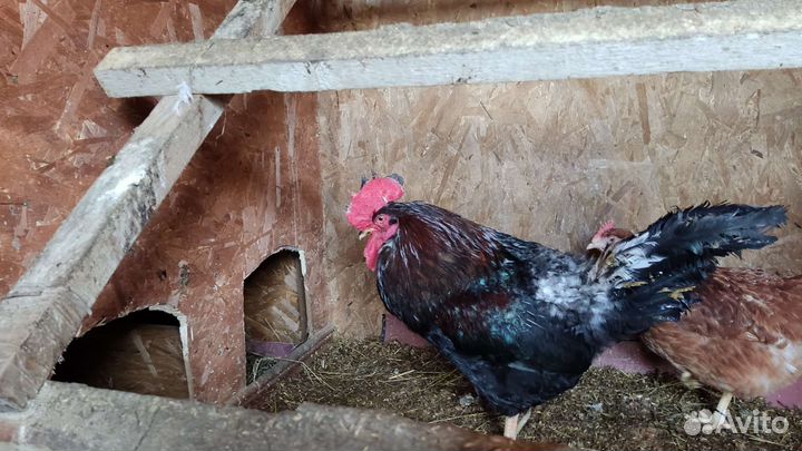 Петух гордый