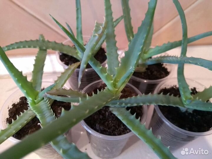 Алоэ доктор