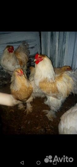 Продам птицу