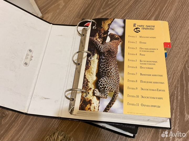 В мире дикой природы