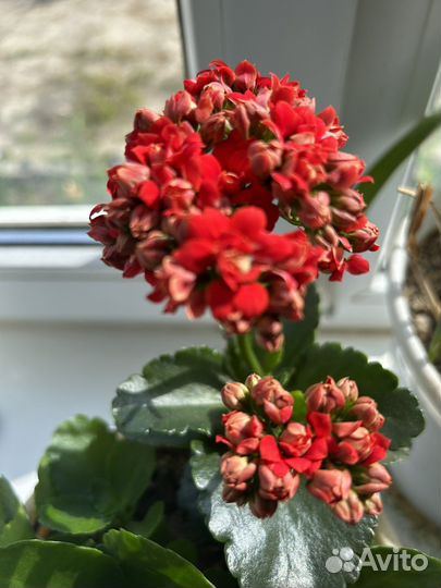 Каланхоэ красный