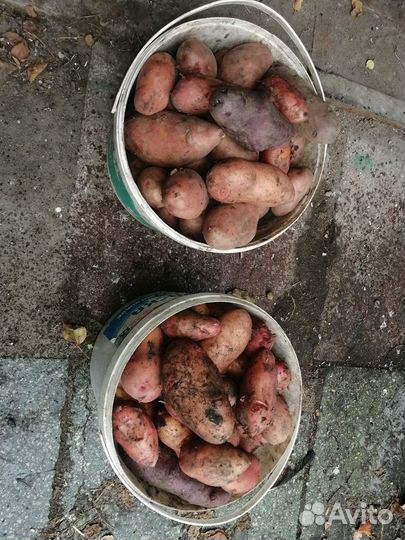 Продам картофель