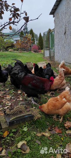 Инк. яйцо сильверудд блу, цыплята