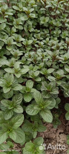 Мята, ароматные травы