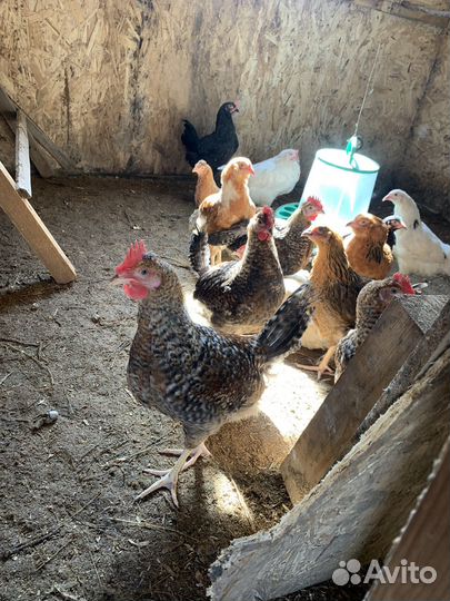 Молодые петухи