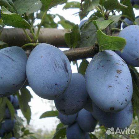 Слива Гросса