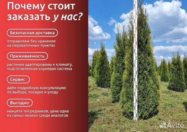 Туя Смарагд