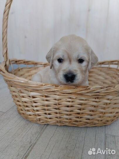 Щенки золотистого ретривера