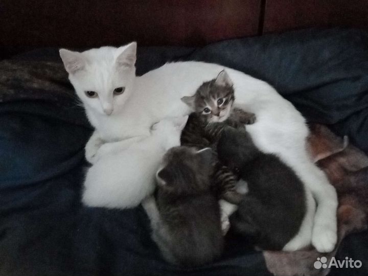 Сибирские котята