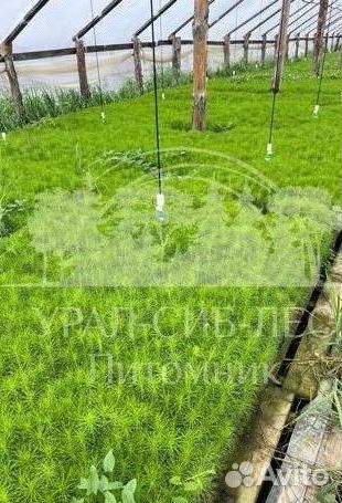 Голубая ель зкс сеянцы для лесовосстановления