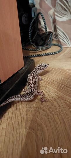 Геккон эублефар