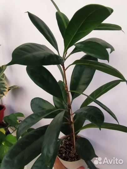 Фикус циатистипула