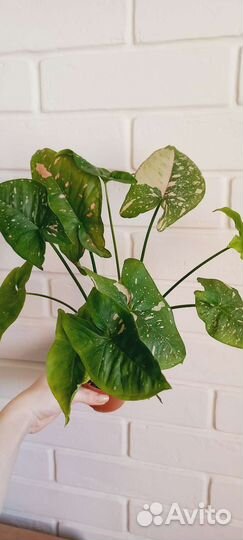 Сингониум Pink Neon и Pink splesh allusion