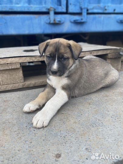 Щенки породы Лайка