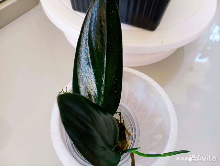 Сциндапсус эпипремнум