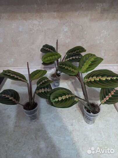 Маранты, строманта