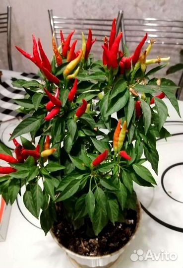 Перец capsicum супер острый многолетний