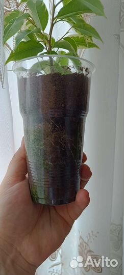 Фикус бенджамина пестролистный