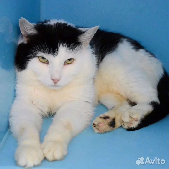 Муркоша выжил вопреки всему, ищет дом